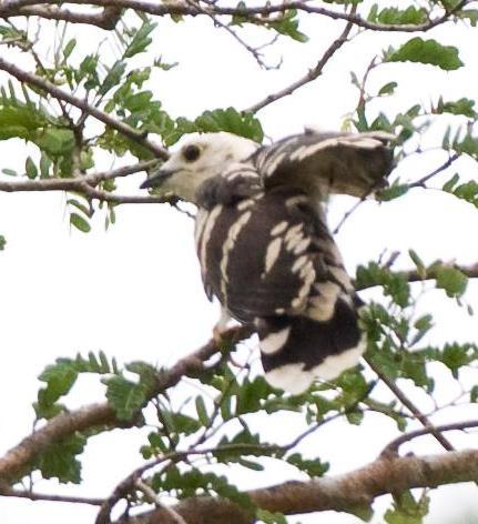 Thick-billed Cuckoo