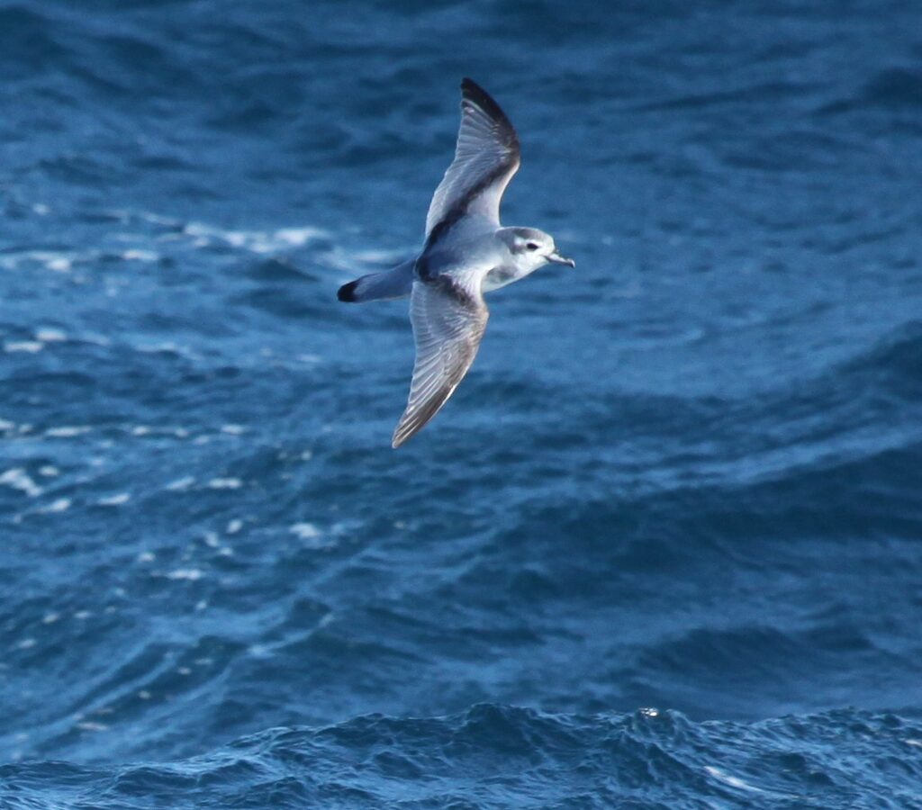 Antarctic Prion