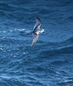 Antarctic Prion