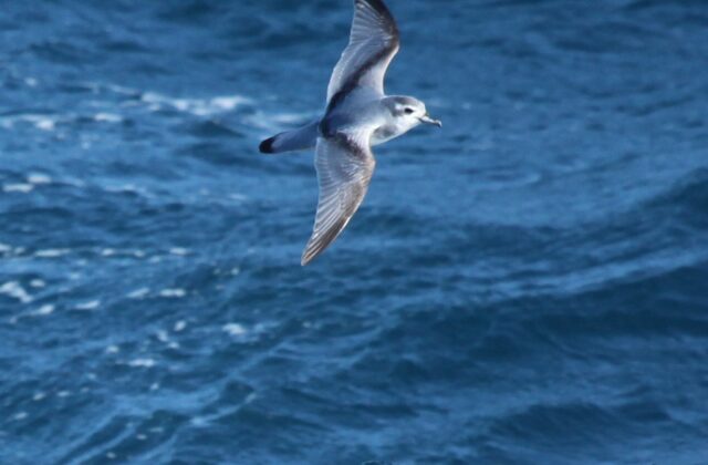 Antarctic Prion