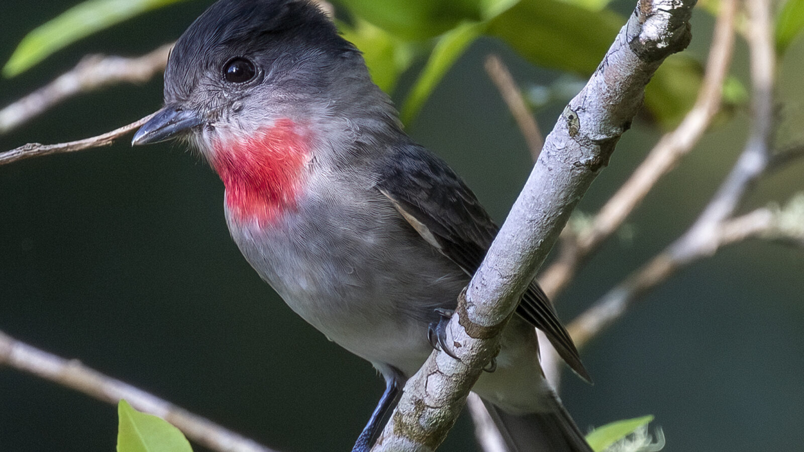 Rose-throated Becard