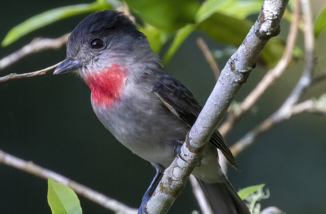 Rose-throated Becard