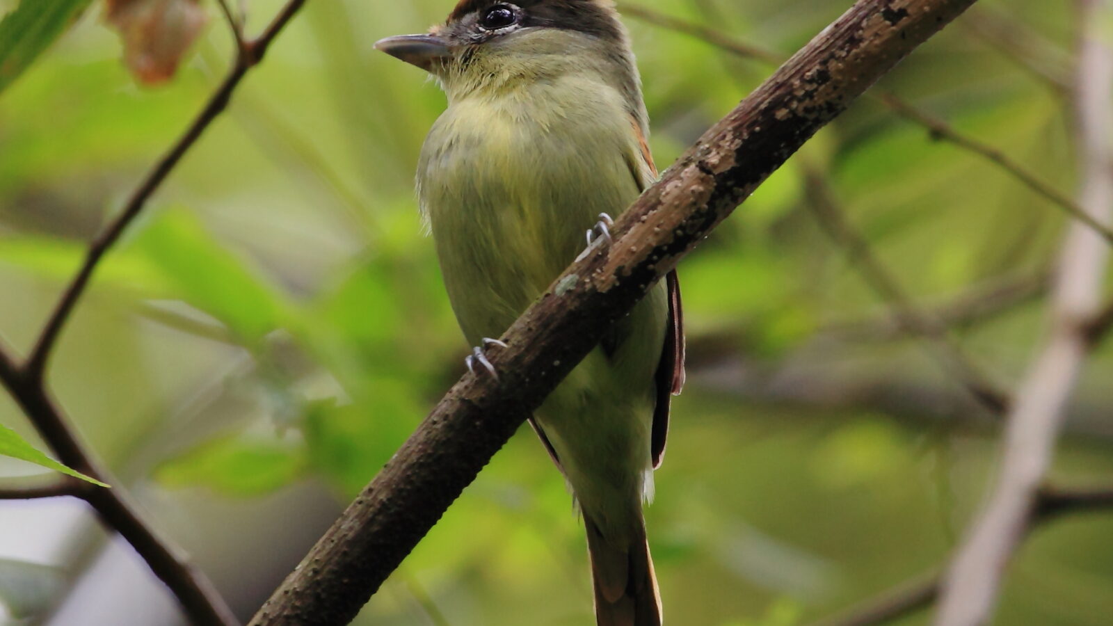 Black-capped Becard