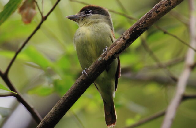 Black-capped Becard