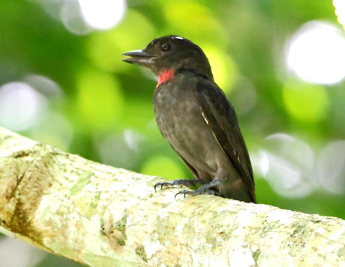 Pink-throated Becard