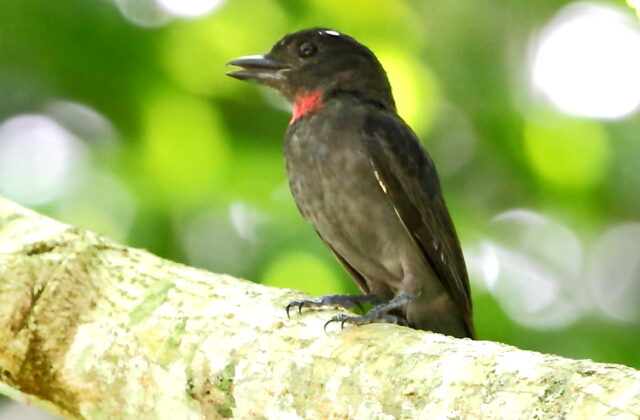 Pink-throated Becard
