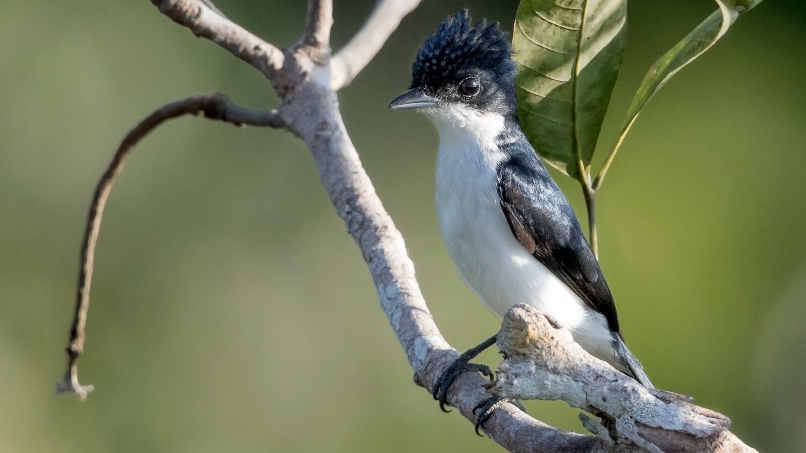 Glossy-backed Becard