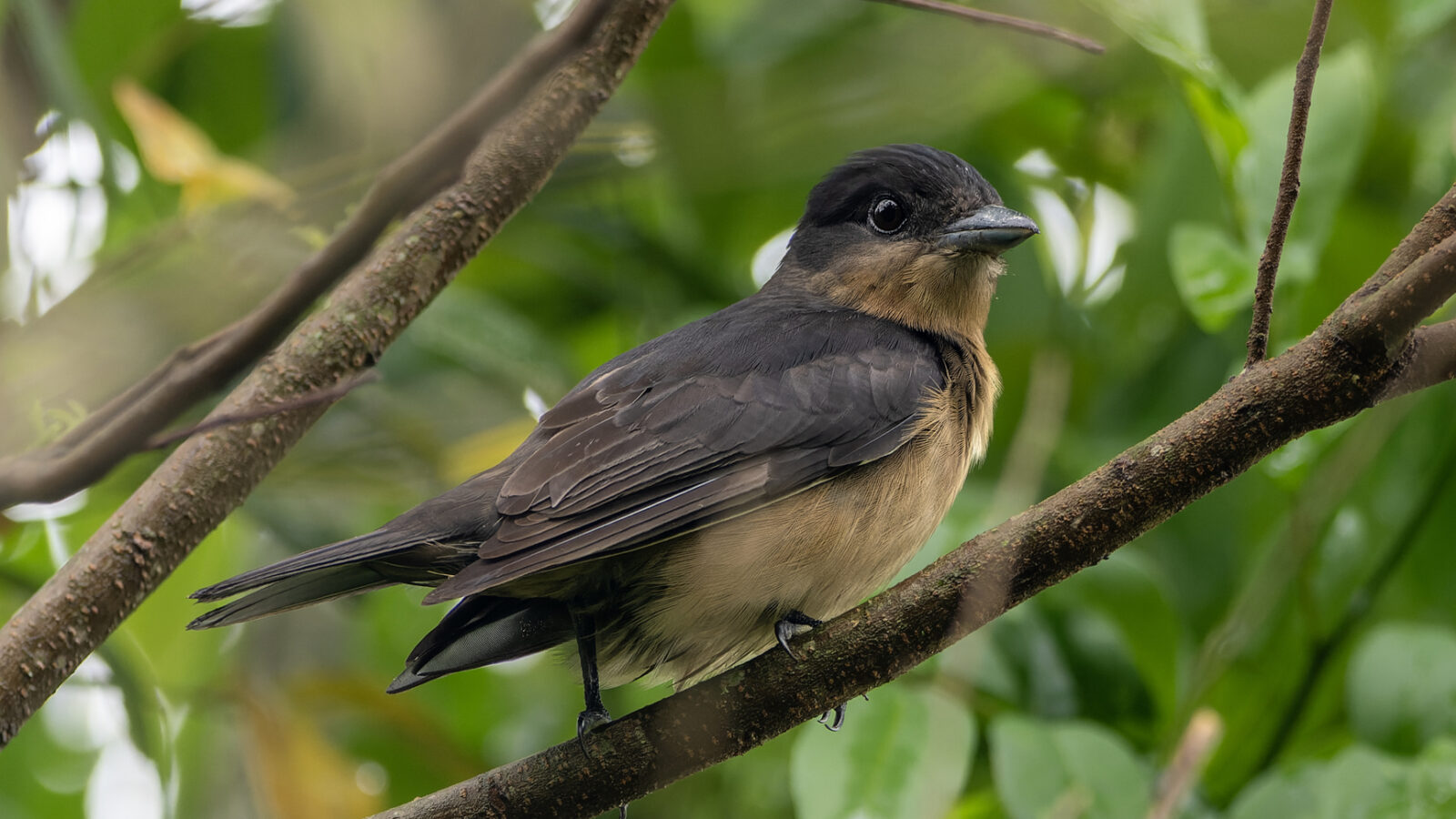Crested Becard