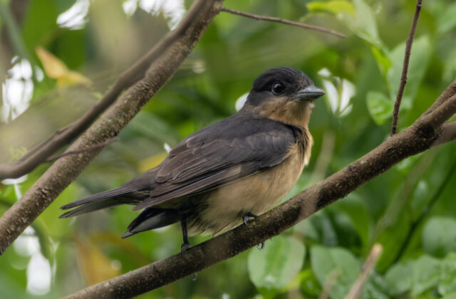 Crested Becard