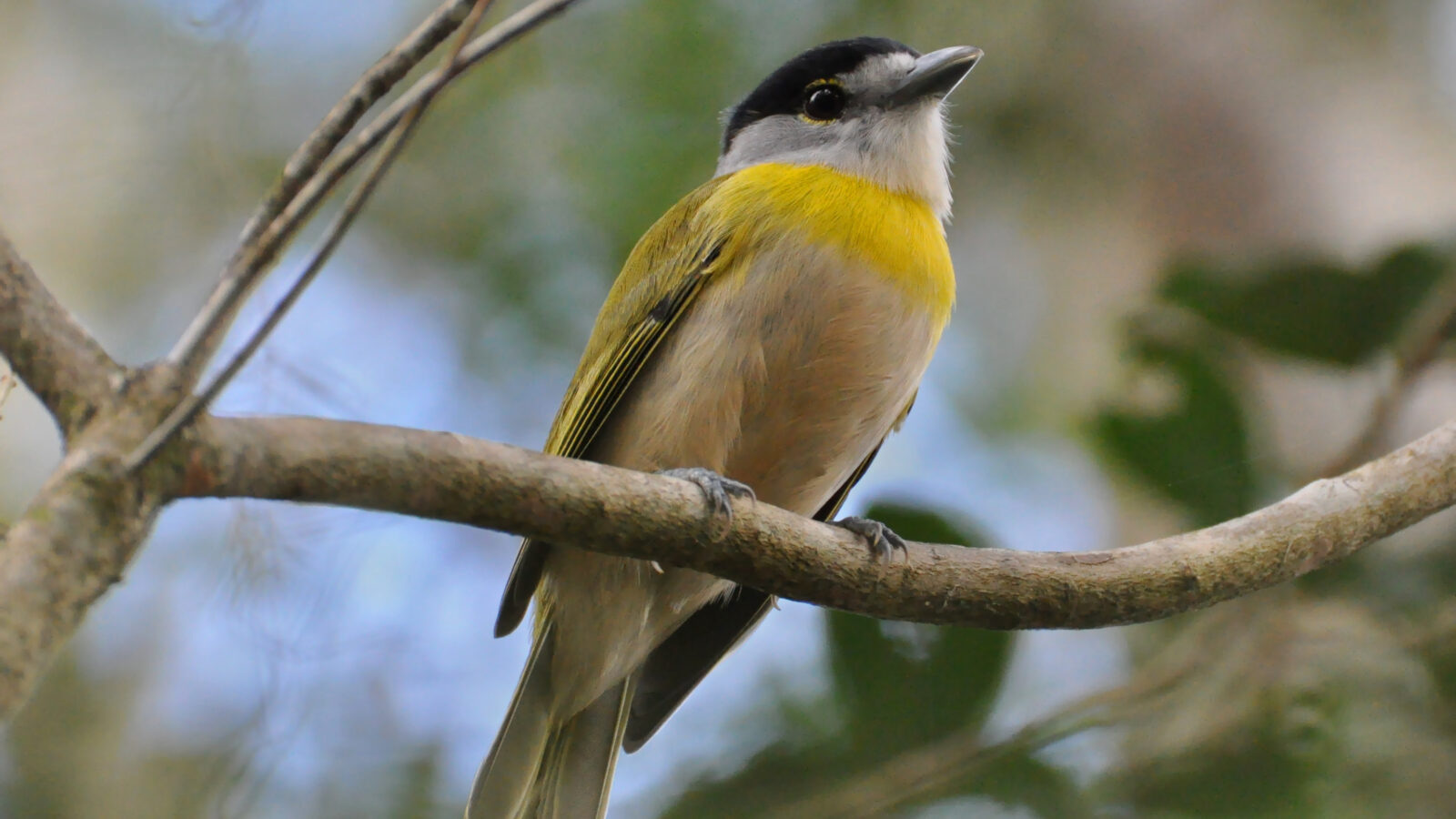 Green-backed Becard
