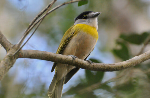 Green-backed Becard