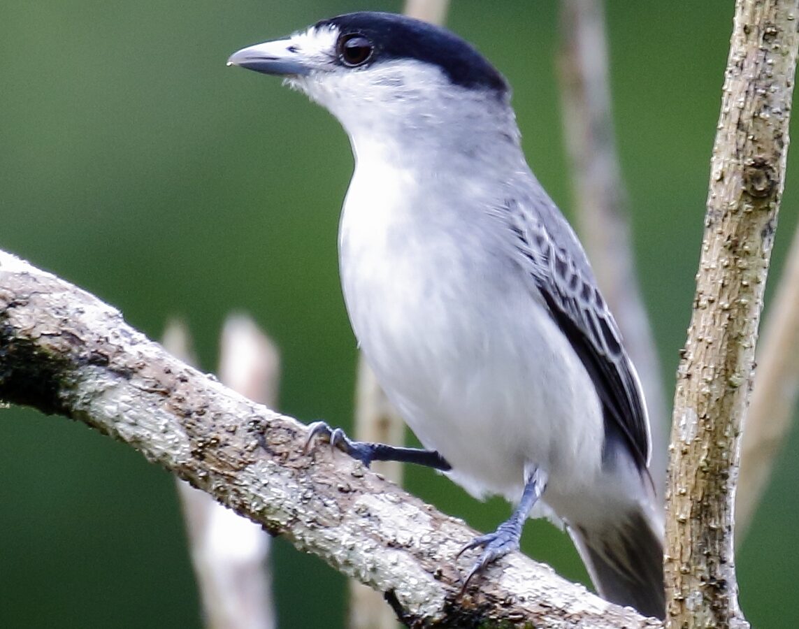 Cinereous Becard