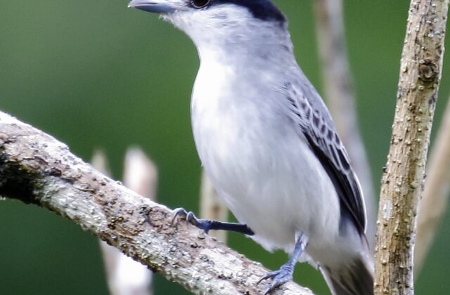 Cinereous Becard