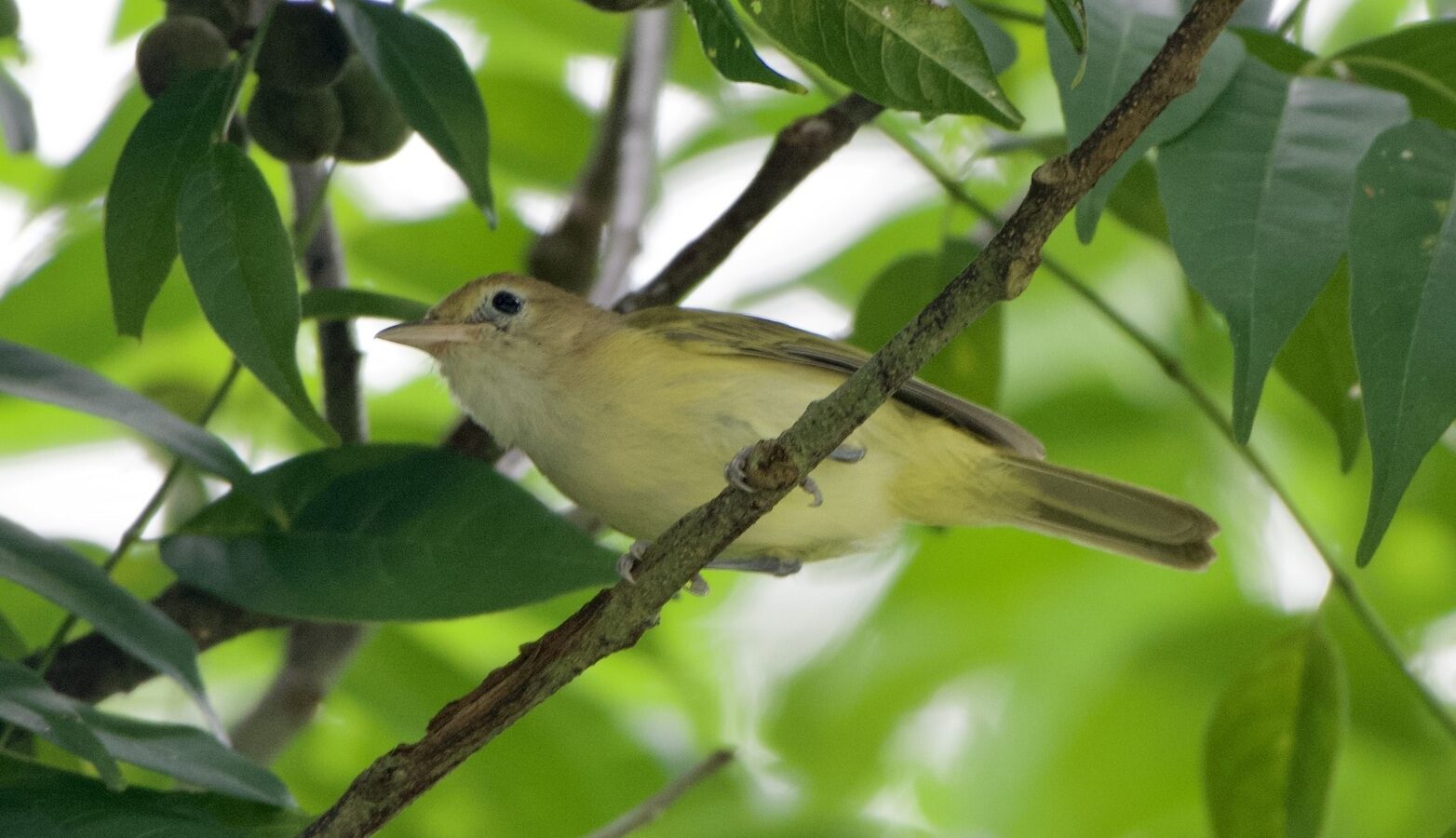 Golden-fronted Greenlet