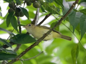 Golden-fronted Greenlet