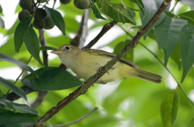 Golden-fronted Greenlet