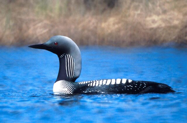 Pacific Loon
