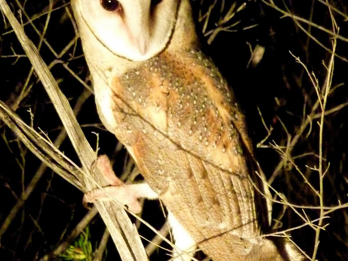 Eastern Barn Owl