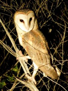 Eastern Barn Owl