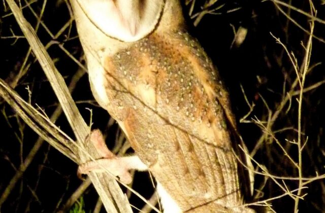 Eastern Barn Owl