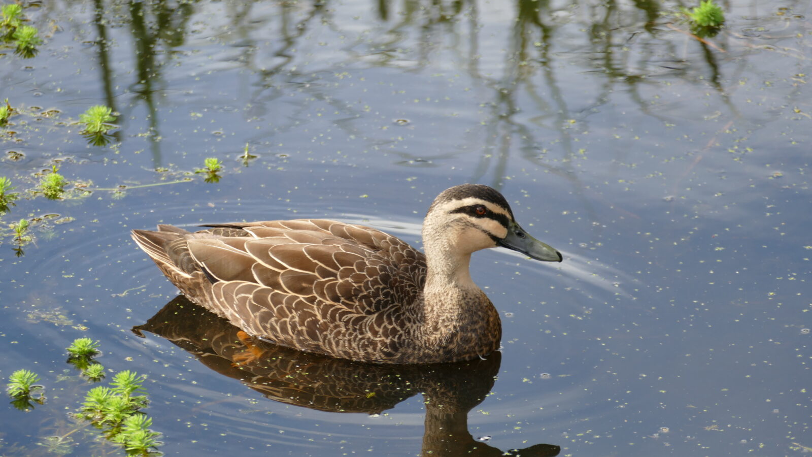 Pacific Black Duck