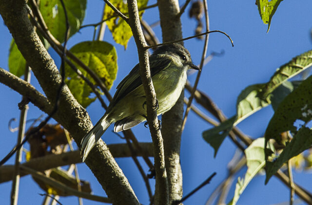 Pacific Elaenia