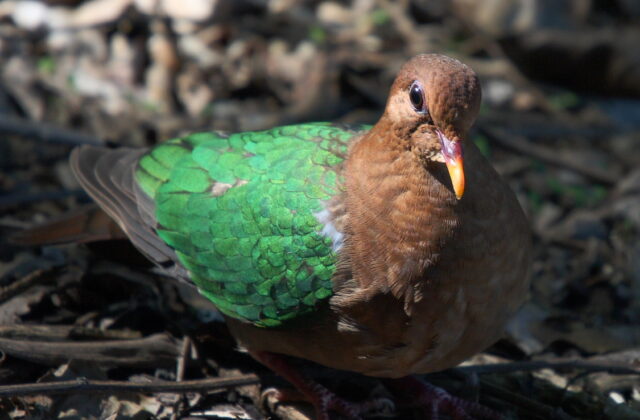 Pacific Emerald Dove