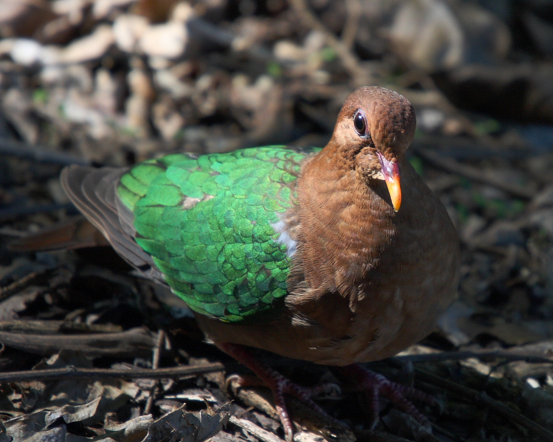 Pacific Emerald Dove