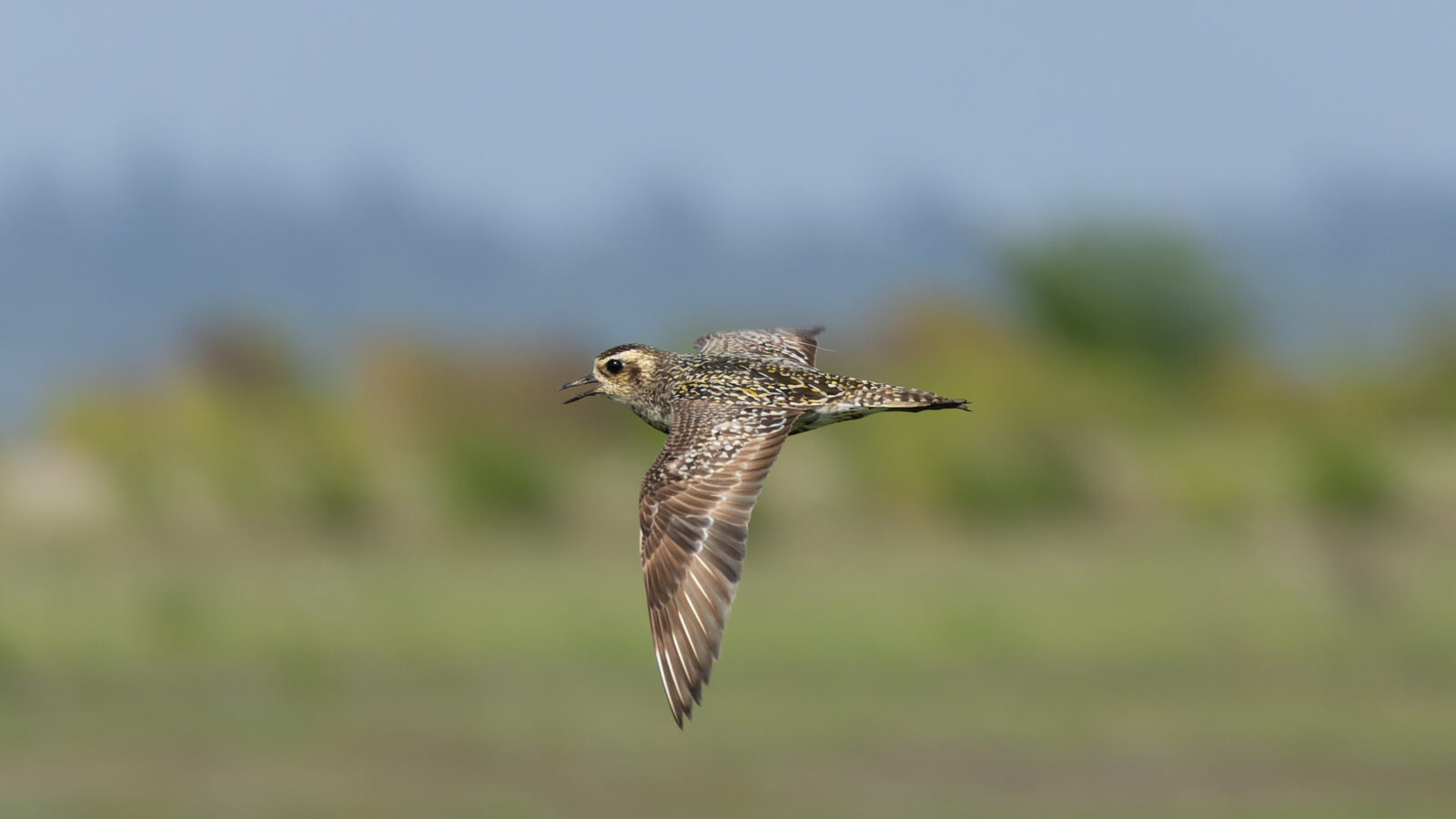 Pacific Golden Plover