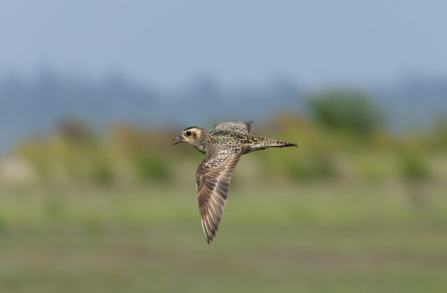 Pacific Golden Plover