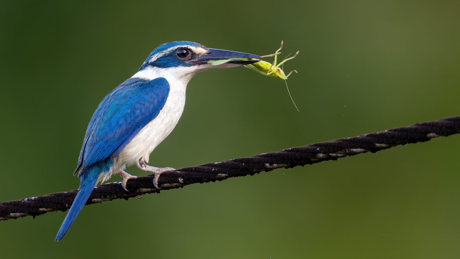 Pacific Kingfisher