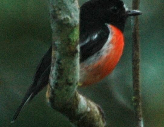 Pacific Robin