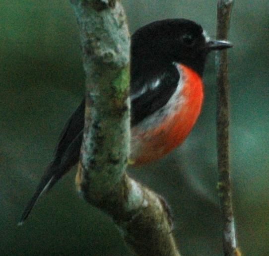 Pacific Robin