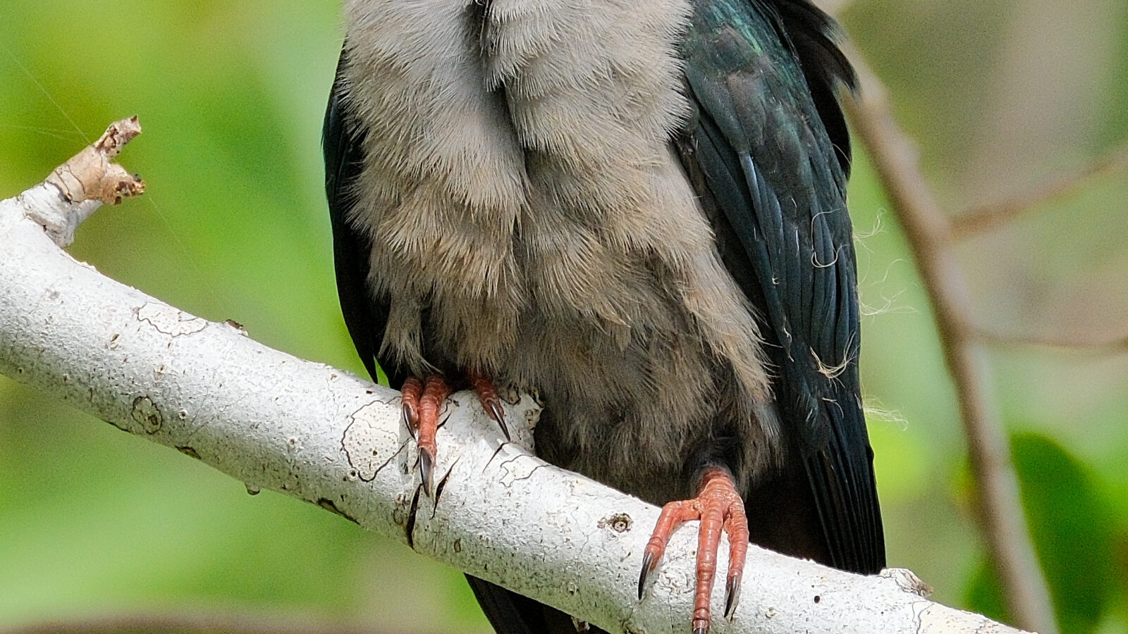 Pacific Imperial Pigeon