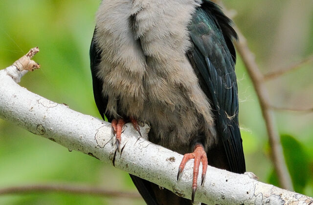 Pacific Imperial Pigeon