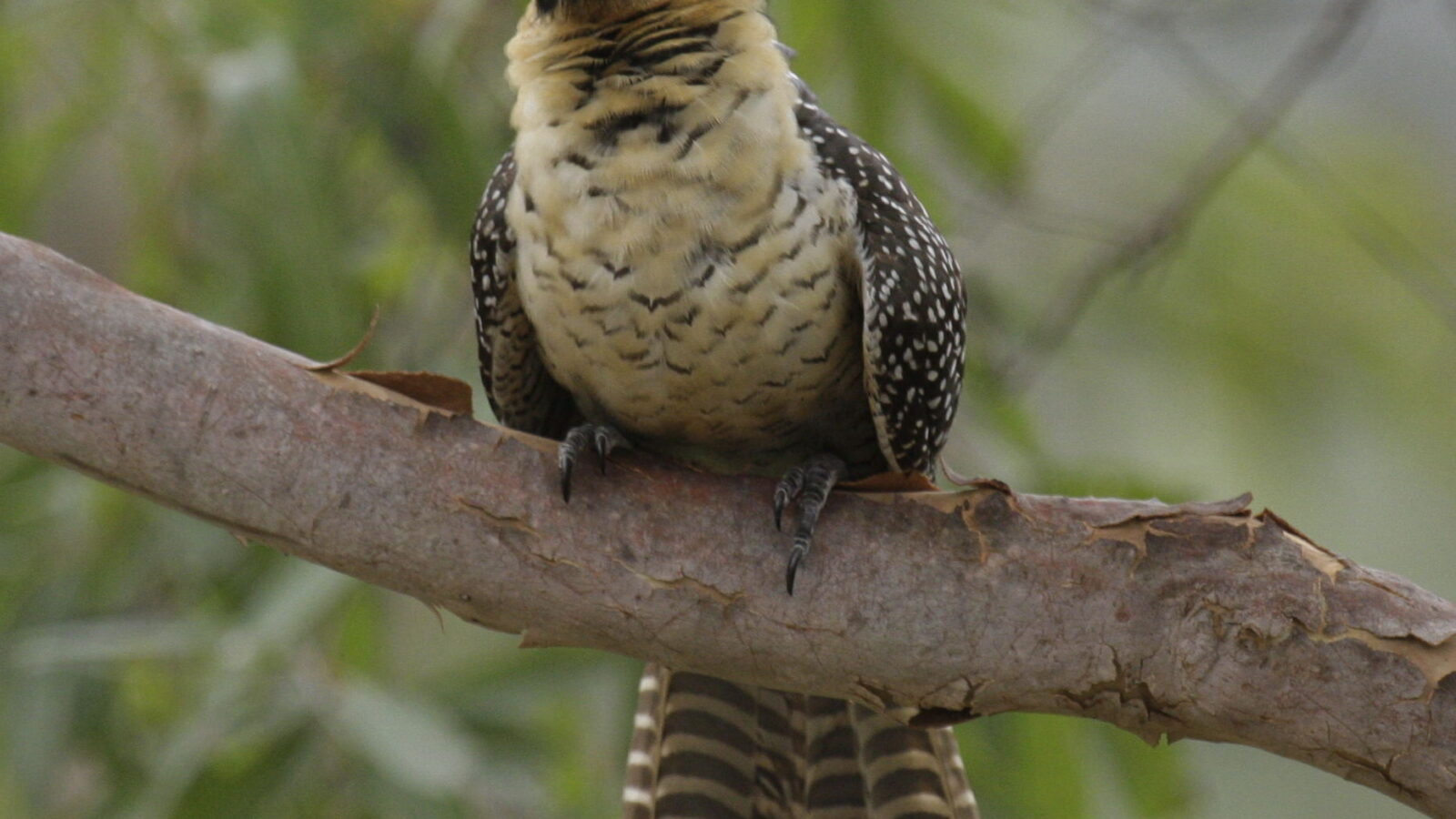 Pacific Koel