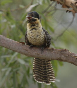 Pacific Koel