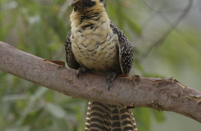 Pacific Koel
