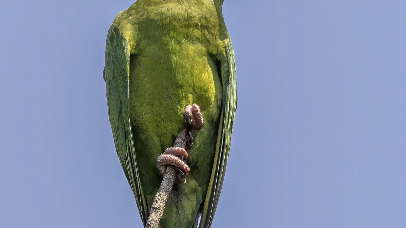 Pacific Parakeet