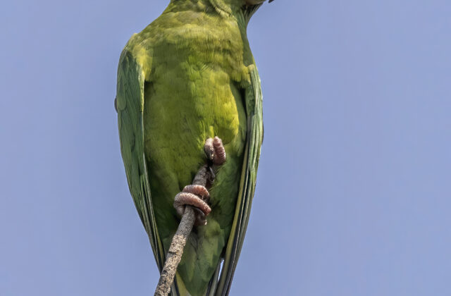 Pacific Parakeet