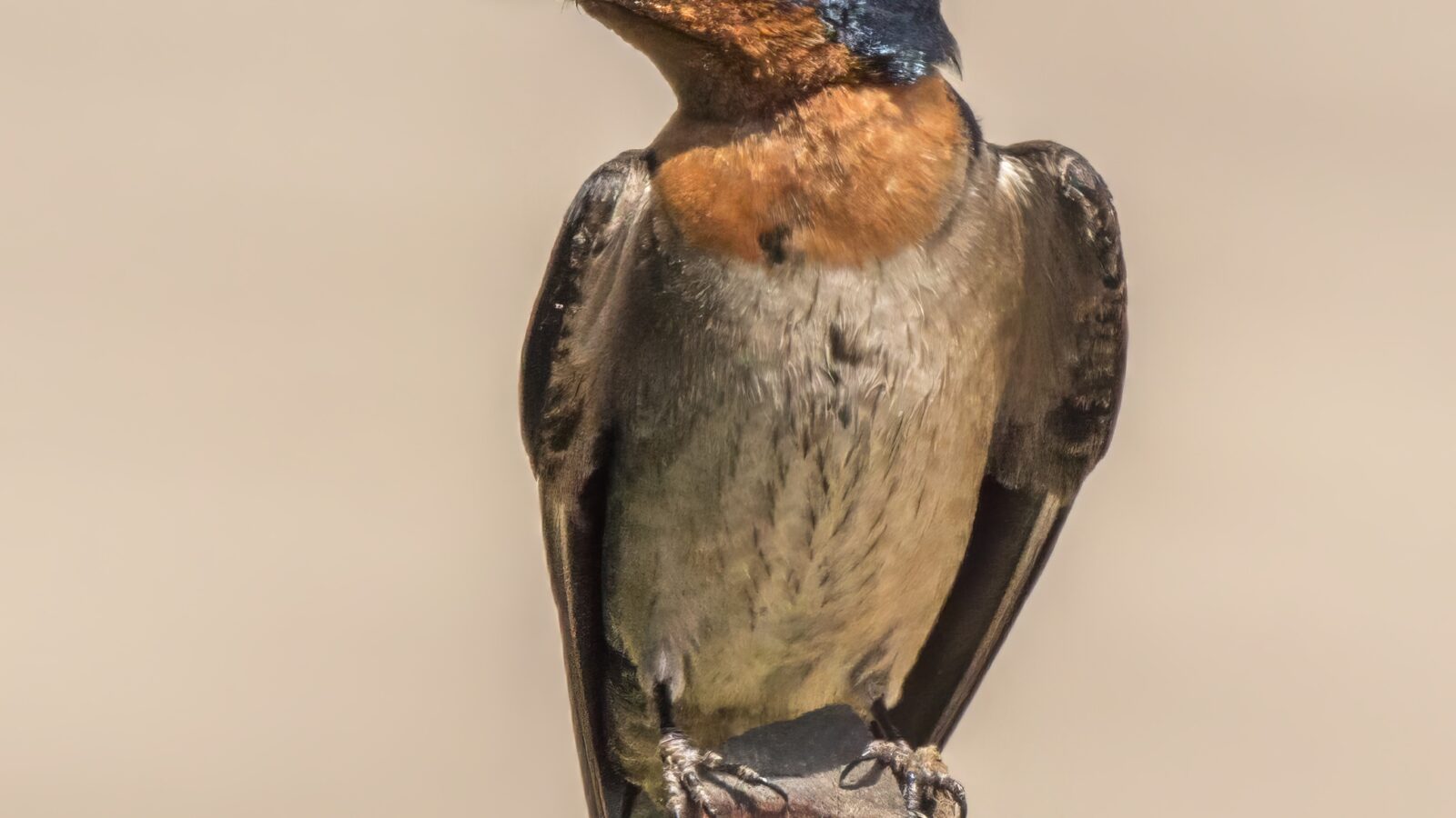 Pacific Swallow