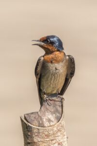 Pacific Swallow