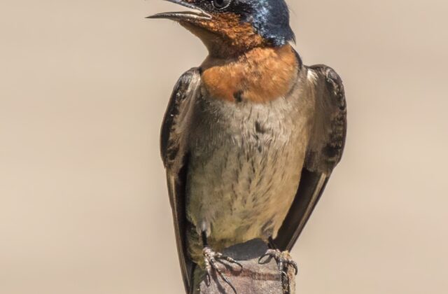 Pacific Swallow