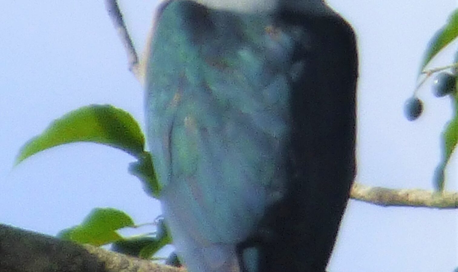 Vanuatu Imperial Pigeon