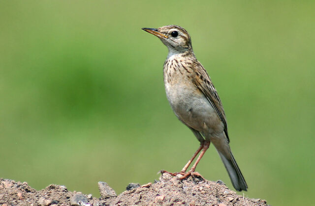 Paddyfield Pipit