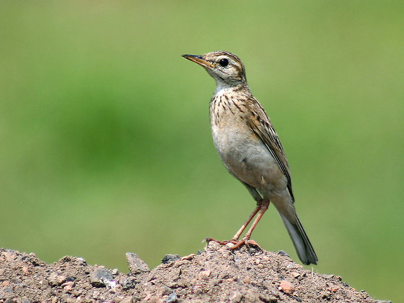 Paddyfield Pipit