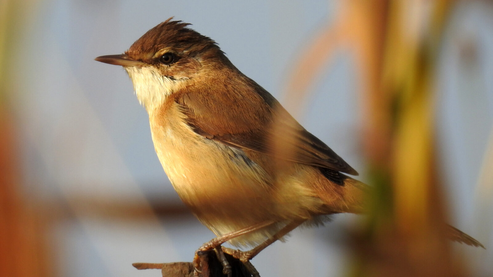 Paddyfield Warbler