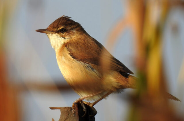 Paddyfield Warbler
