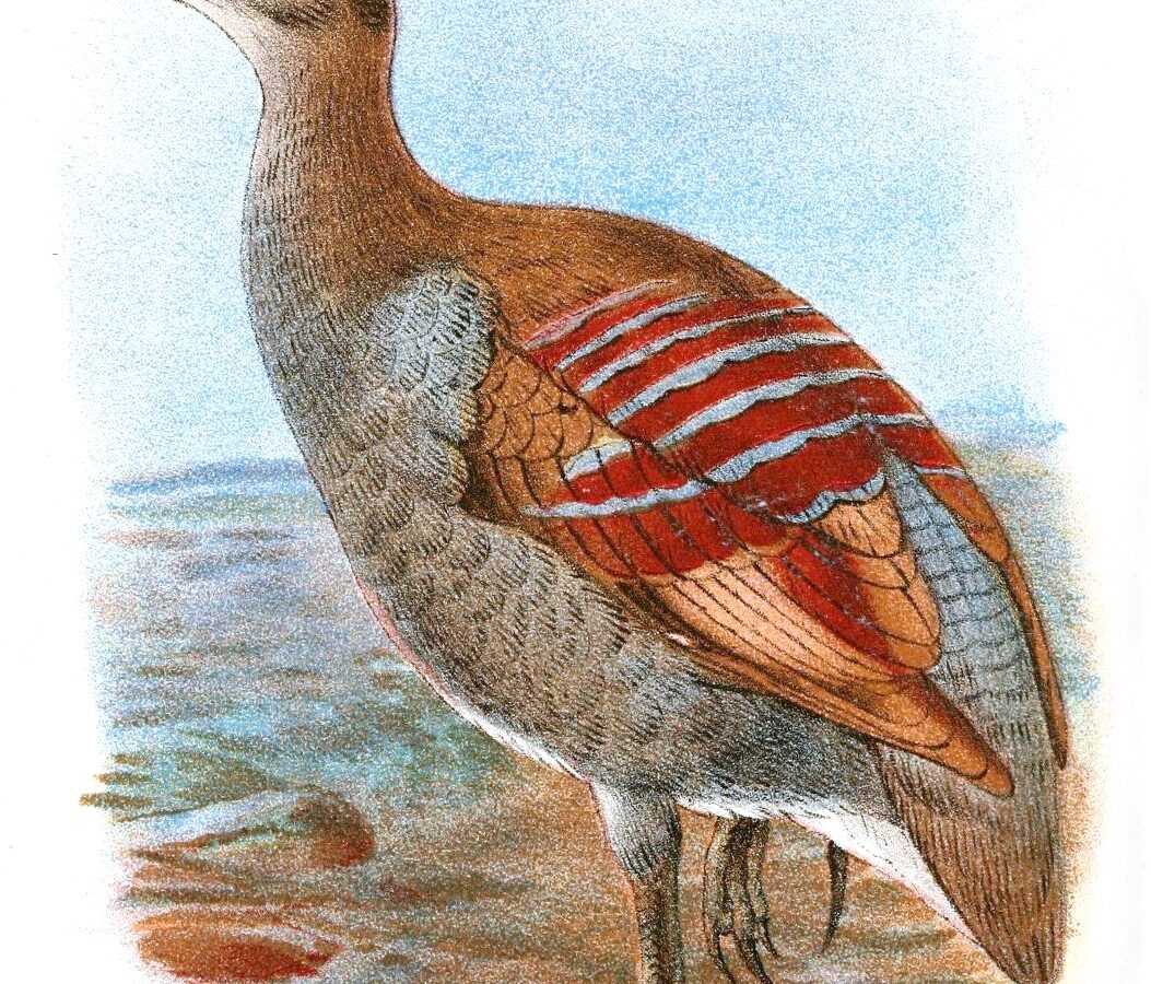 Moluccan Megapode