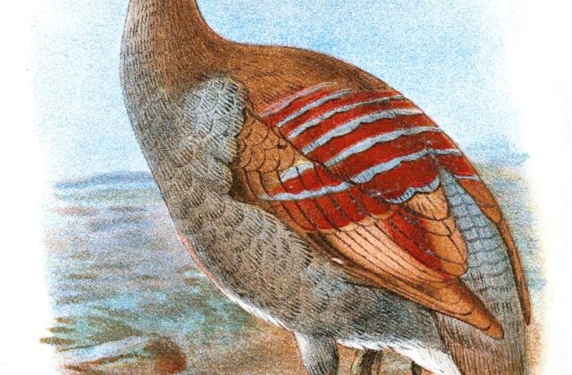 Moluccan Megapode